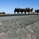 Camels near the Oyu Tolgoi Mine